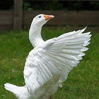 GodlyGoose